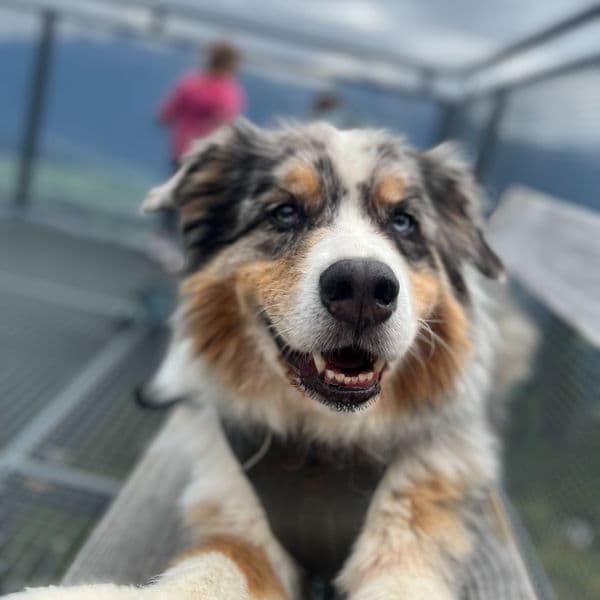 Bürohund Sully